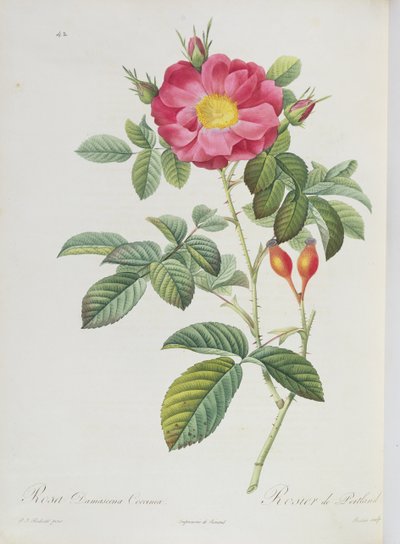 Rosa Damascena, de 